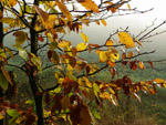 herbst03.thumb