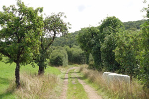 Feldweg, umsäumt von alten Obstbäumen