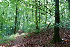 Buchenwald am Alten Schüllerweg