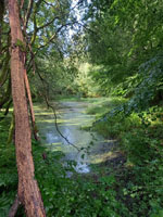 der Nabu-Teich, ein Niedermoor in Entwicklung