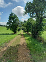 Feldweg mit alten Obstbäumen